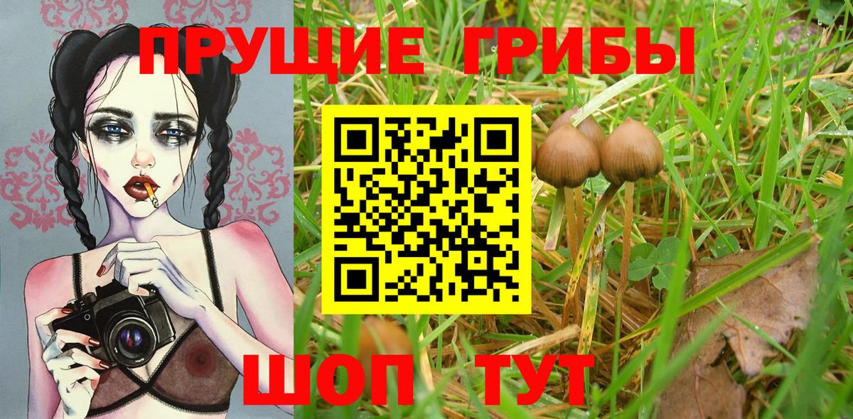 Псилоцибиновые грибы Psilocybe Будённовск